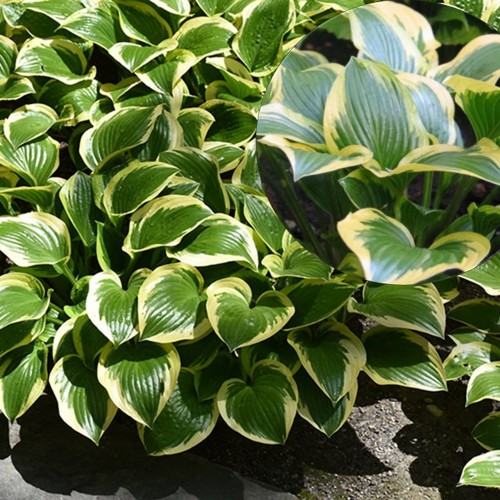 Hosta 'Queen Josephine' - Hosta 'Queen Josephine' P9/0,55L